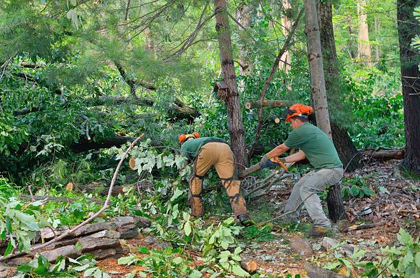 Best Commercial Tree Services  in Cottonwood Shores, TX